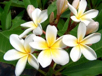 פלומריה ריחנית 'לבן' עד 80 ס"מ