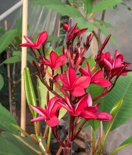 פלומריה ריחנית 'קרנברי'