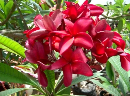 פלומריה ריחנית `הילו ביוטי` מעל 80 ס"מ