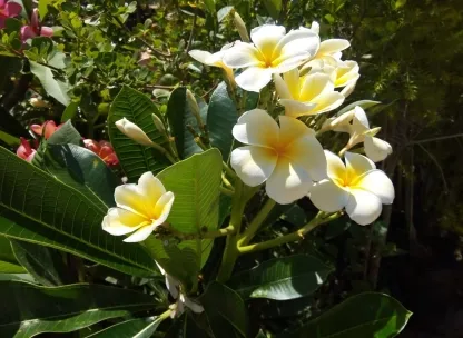 פלומריה ריחנית 'סינגפור צהוב'