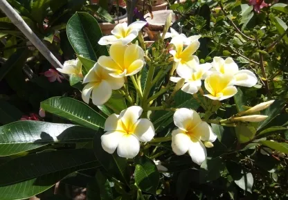 פלומריה ריחנית 'סינגפור צהוב'