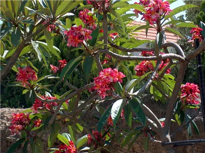 פלומריה ריחנית 'ג'ין מורן', ג'ין מורן