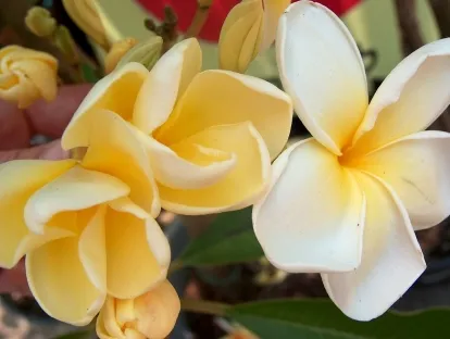 פלומריה ריחנית 'פיור גולד', פיור גולד,