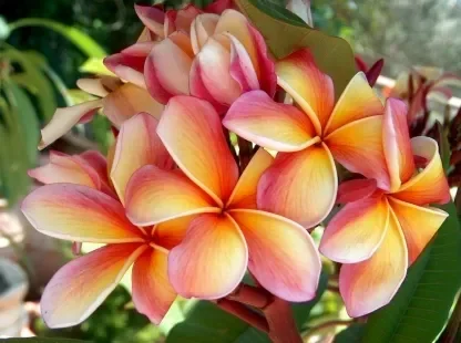 פלומריה ריחנית 'פרוט סאלד'