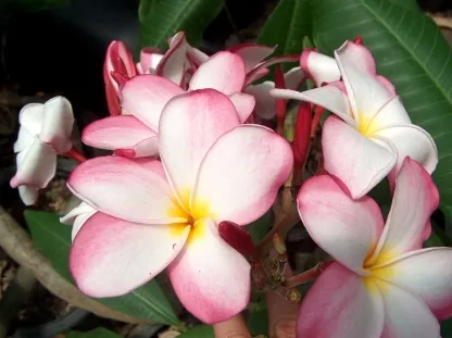 פלומריה ריחנית 'פונץ בננה', פונץ בננה,