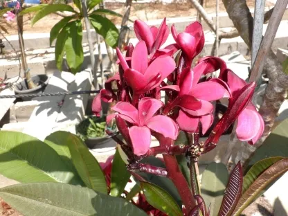 פלומריה ריחנית `סקוט פרט` מעל 80 ס"מ