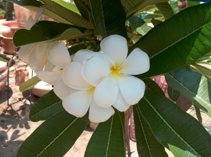 פלומריה ריחנית 'סינגפור לבן'