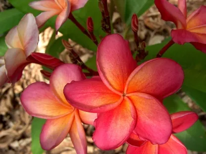 פלומריה ריחנית 'קימו'