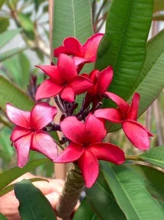 פלומריה ריחנית `אירמה בראין` מעל 80 ס"מ