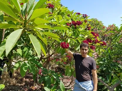 פלומריה ריחנית 'צ'ריס', צ'יריס