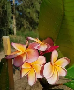 פלומריה ריחנית זן יריב