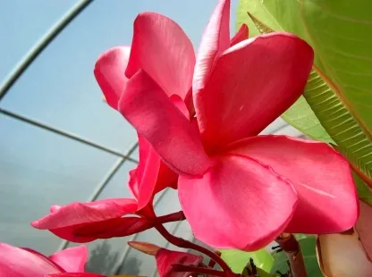 פלומריה ריחנית `שרלוט אברט`