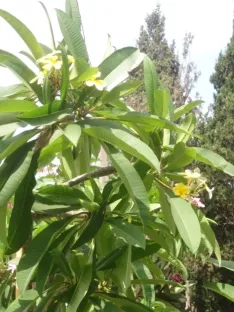 פלומריה ריחנית `דרבן צהוב` מעל 80 ס"מ