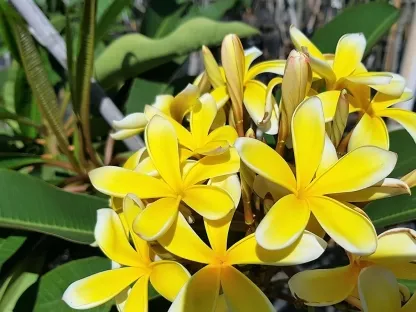 פלומריה ריחנית `דרבן צהוב`