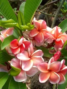 פלומריה ריחנית `פיץ` פנאנג` - מעל 80 ס"מ