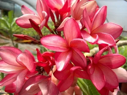 פלומריה ריחנית 'רדיש מורן'