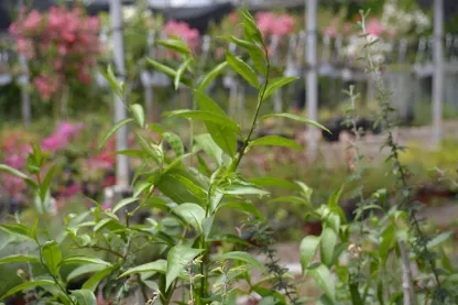 צסטרום לילי