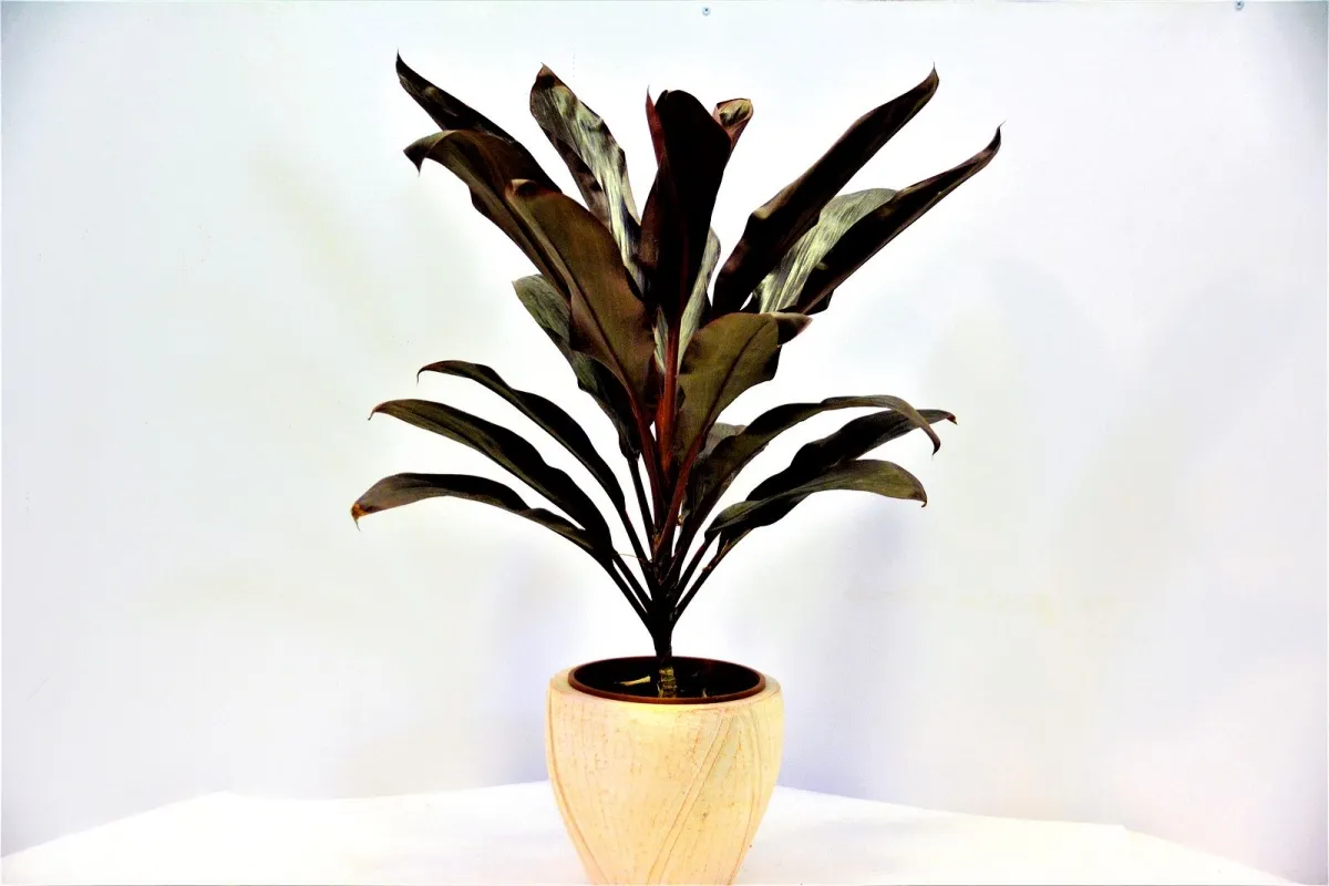 קורדילינה אמירי 'אטום'