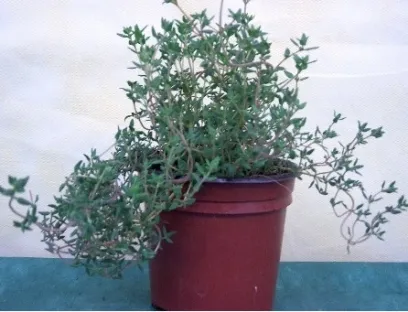 בת קורנית "טימין" פשוטה