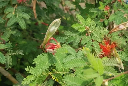 קליאנדרה קליפורנית