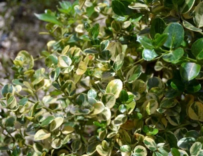 קריסה גדולת פרחים 'מגוון'