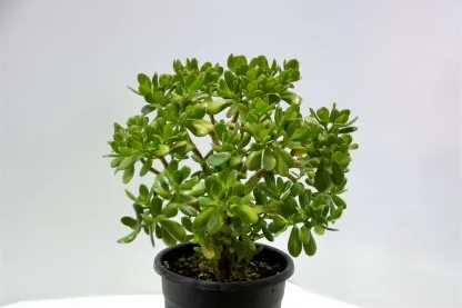 קרסולת הגינות