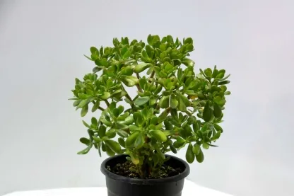 קרסולת הגינות 25 ליטר