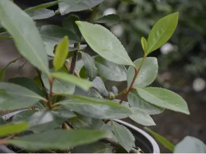 קת נאכלת  (גת)