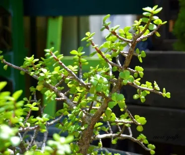 רגלנית אפריקנית (טיפוסי)