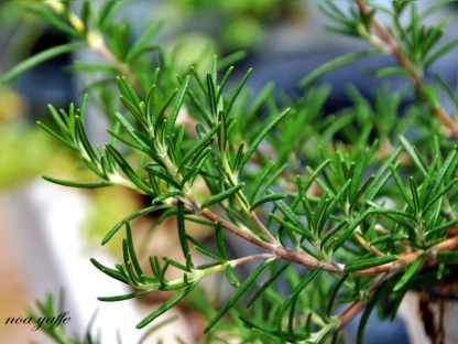 רוזמרין רפואי 'זוחל'