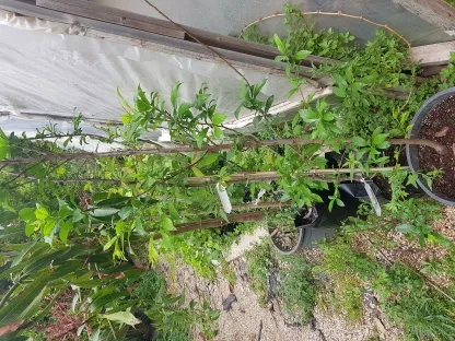 שזיף יפני 'מטלי'