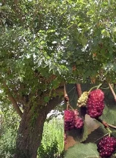 תות שחור, תות עץ שחור, עץ תות שחור