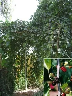 תות בכות, תות שחור בכות