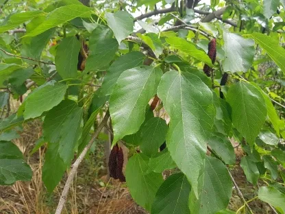 תות ארוך אפגני-פקיסטני