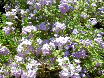 לויקופיליום 'סאן חוזה'