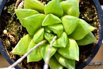 הוורתיה זנים שונים 01