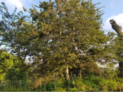 מיש בונגה 'גשר הזיו'
