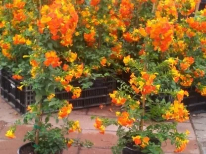 סטרפטוסולן ג'מיסון