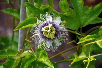 פסיפלורה | שעונית נאכלת