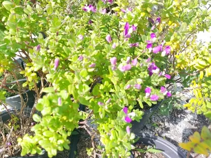 מרבה חלב ננסי