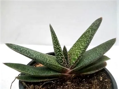 גסטריה מגבששת