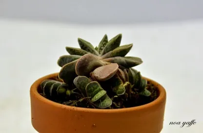 גסטריה ננסית