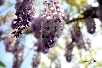 ויסטריה סינית