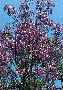 ג`קרנדה  סיגלון