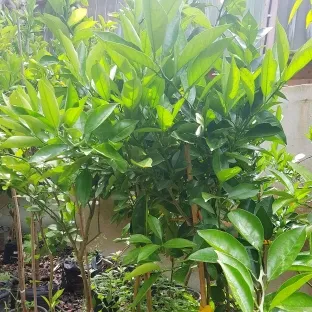 עץ תפוז טבורי