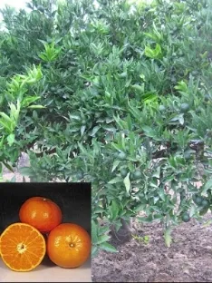 עץ קלמנטינה אור