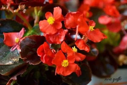 בגוניה פורחת-עד 001