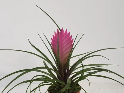 טילנדסיה כחולה עלווה ותפרחת