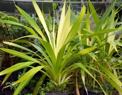 פנדנוס ויצ`י