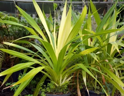 פנדנוס ויצ`י שופע